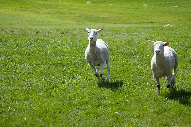 istock Two Sheep Running in a Field 172995074