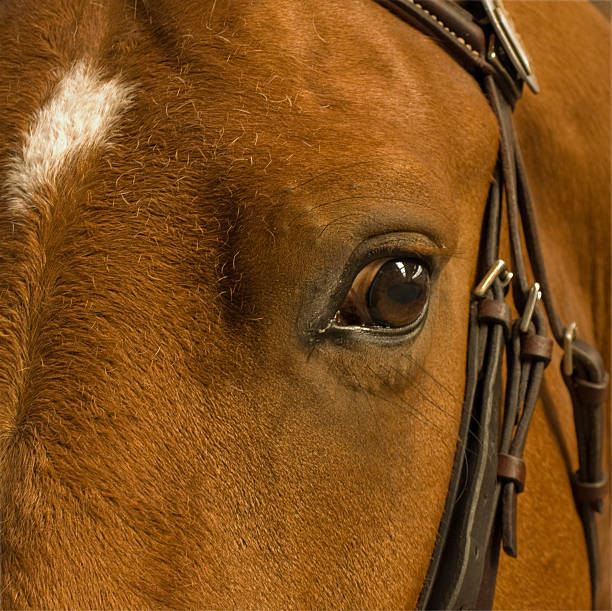 istock close-up of a horse 172995304
