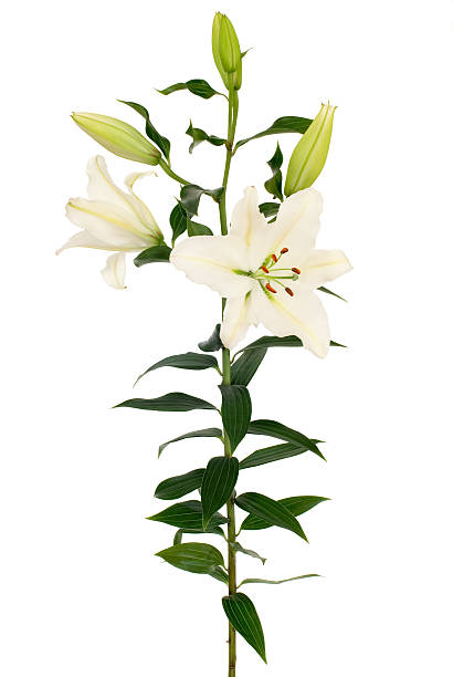 weiße seerose - madonnenlilie stock-fotos und bilder