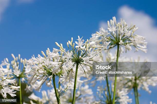 White Agapanthus Stock Photo - Download Image Now - African Lily, White Color, Beauty In Nature