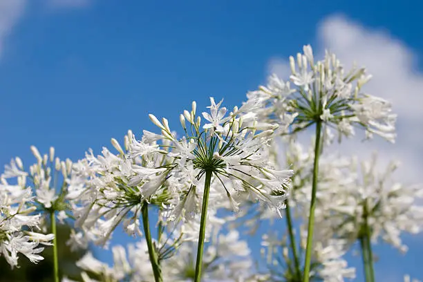 White Agapanthus, or African Lily, on a Summer’s day.