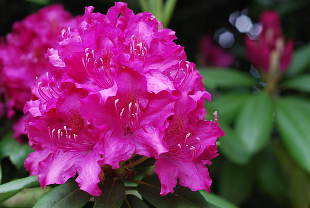 Blooming Rhododendron stock photo