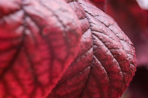 A macro photograph of leaves in shades of red with bokeh effects. An impactful visual reflecting the melancholy of the autumn season.