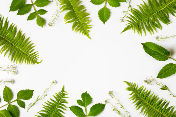 istock Green leaves on gray background 1729971337