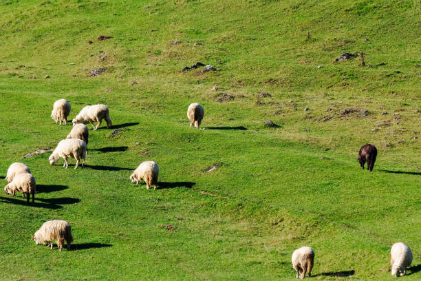istock flock of sheep grazing on the steep grassy hill 1729973496