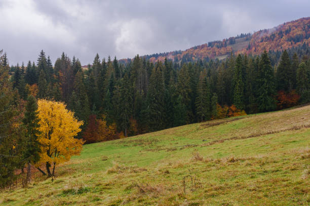 istock carpathian woodland in autumn 1729974040