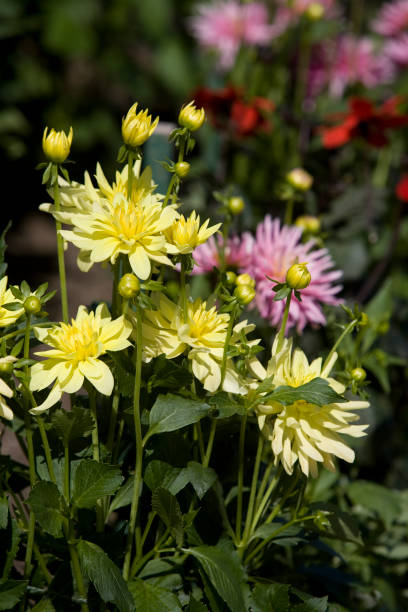 istock Dahlias in Formal Garden 172997511