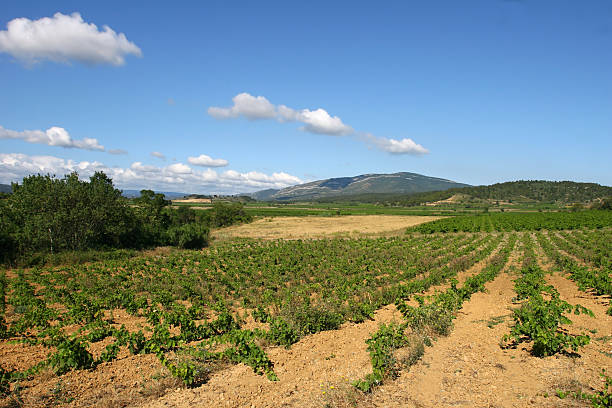 vineyards of Corbieres stock photo