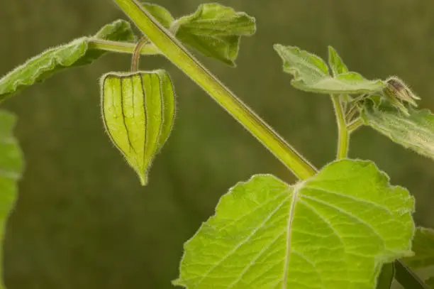 closeup of a verdant Cape gooseberry plant