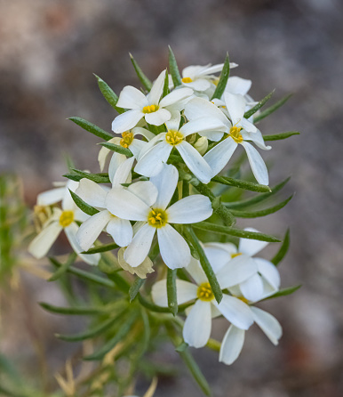 Leptosiphon nuttallii is a species of flowering plant in the phlox family known by the common name Nuttall's linanthus. Endemic. Little Lakes Valley, John Muir Wilderness Area in the Inyo National forest, California. Sierra Nevada Mountains. Polemoniaceae.