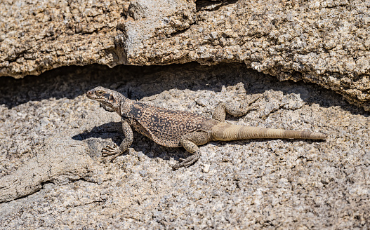 Sauromalus ater, also known as the common chuckwalla, is a species of lizard in the family Iguanidae. It inhabits the Sonoran and Mojave Deserts of the Southwestern United States. The Alabama Hills are a range of hills and rock formations near the eastern slope of the Sierra Nevada in the Owens Valley, west of Lone Pine in Inyo County, California.