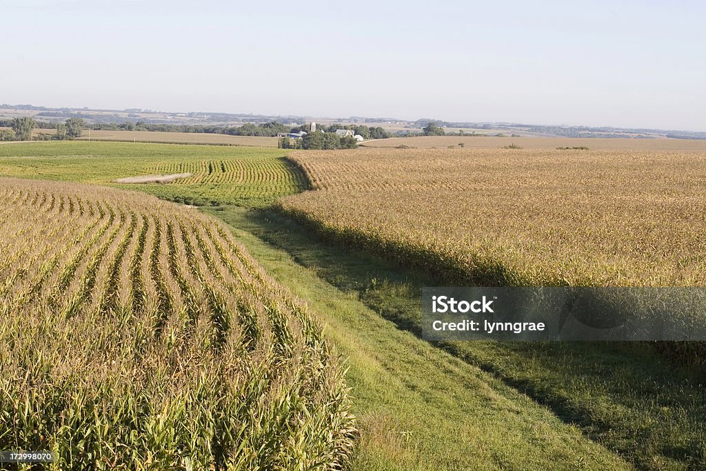 Cornfields 및 수로-중서부 농장 장면 - 로열티 프리 0명 스톡 사진