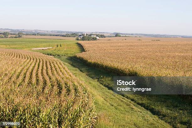 Foto de Cornfields E Canaismidwest Farm De Cena e mais fotos de stock de Agricultura - Agricultura, Cena Rural, Centro-oeste dos Estados Unidos