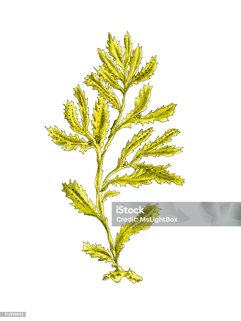 Alga marina. - Illustrazione stock royalty-free di Alga marina