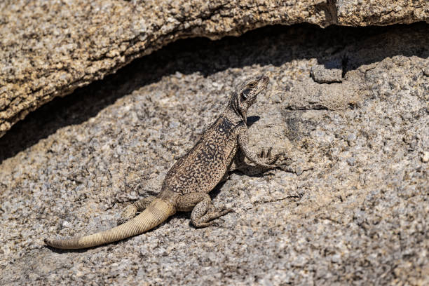 Sauromalus ater, also known as the common chuckwalla, is a species of lizard in the family Iguanidae. It inhabits the Sonoran and Mojave Deserts of the Southwestern United States. The Alabama Hills. Sauromalus ater, also known as the common chuckwalla, is a species of lizard in the family Iguanidae. It inhabits the Sonoran and Mojave Deserts of the Southwestern United States. The Alabama Hills are a range of hills and rock formations near the eastern slope of the Sierra Nevada in the Owens Valley, west of Lone Pine in Inyo County, California. sauromalus ater stock pictures, royalty-free photos & images