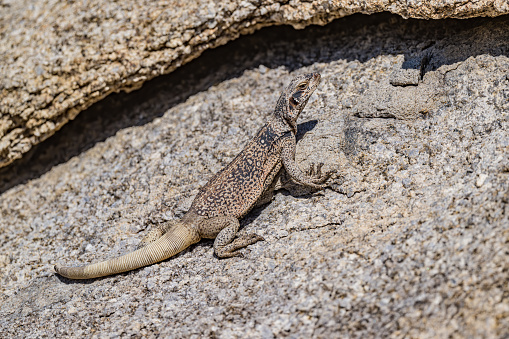 Sauromalus ater, also known as the common chuckwalla, is a species of lizard in the family Iguanidae. It inhabits the Sonoran and Mojave Deserts of the Southwestern United States. The Alabama Hills are a range of hills and rock formations near the eastern slope of the Sierra Nevada in the Owens Valley, west of Lone Pine in Inyo County, California.