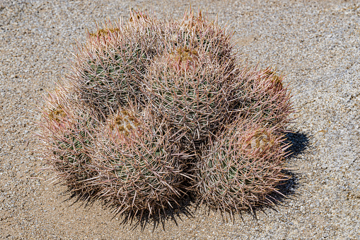 Round spiky cactus growing in gravel Alcala, Tenerife, Spain