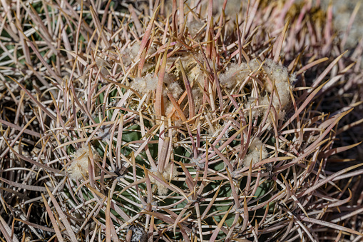 Echinocactus polycephalus is a cactus that occurs in the Mojave Desert region of Arizona, California, and Nevada. The Alabama Hills are a range of hills and rock formations near the eastern slope of the Sierra Nevada in the Owens Valley, west of Lone Pine in Inyo County, California. The Sierra Nevada Mountains.