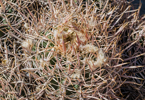 Echinocactus polycephalus is a cactus that occurs in the Mojave Desert region of Arizona, California, and Nevada. The Alabama Hills are a range of hills and rock formations near the eastern slope of the Sierra Nevada in the Owens Valley, west of Lone Pine in Inyo County, California. The Sierra Nevada Mountains.