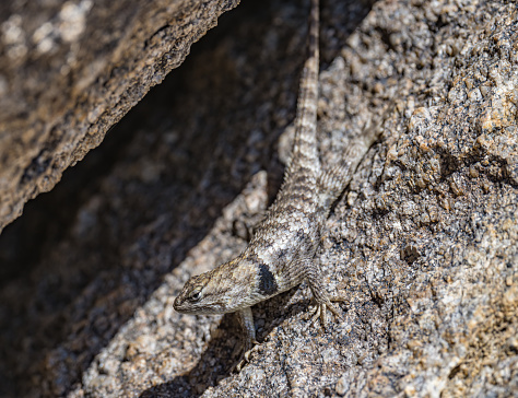 Sceloporus magister, also known as the desert spiny lizard, is a lizard species of the family Phrynosomatidae, native to the Chihuahuan Desert and Sonoran Desert of North America. The Alabama Hills are a range of hills and rock formations near the eastern slope of the Sierra Nevada in the Owens Valley, west of Lone Pine in Inyo County, California.