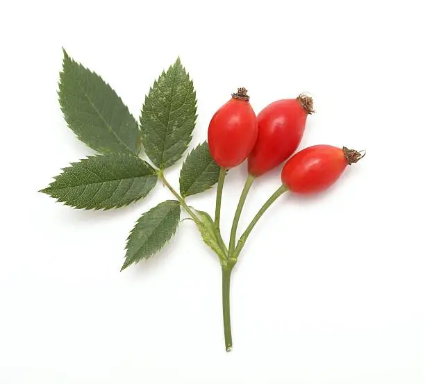 Branch of rose hips on white background