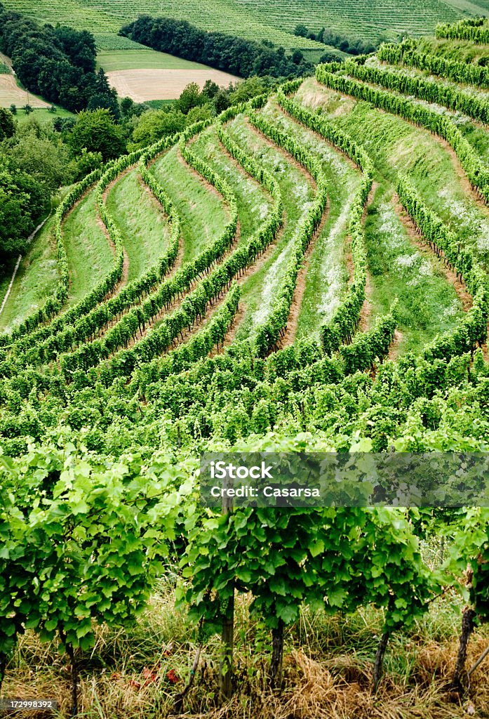 Vineyard contryside - Foto de stock de Agricultura libre de derechos