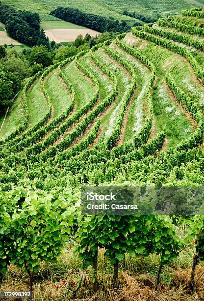 Vineyard Contryside Foto de stock y más banco de imágenes de Agricultura - Agricultura, Aire libre, Ajardinado