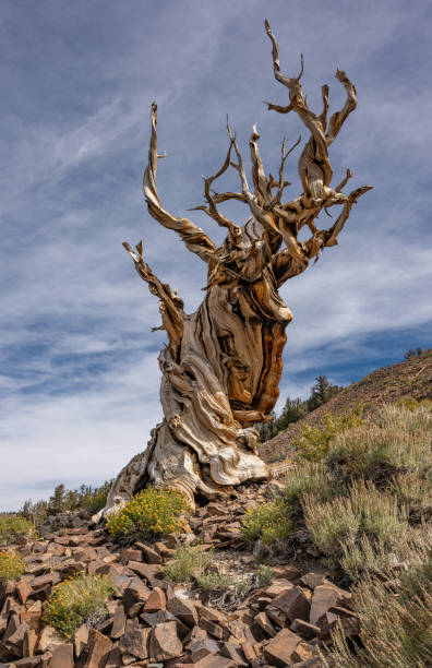 istock Pinus longaeva  referred to as the Great Basin bristlecone pine, intermountain bristlecone pine, or western bristlecone pine is a long-living species of bristlecone pine tree found in the higher mountains of California. Ancient Bristlecone Pine forest 1729984820