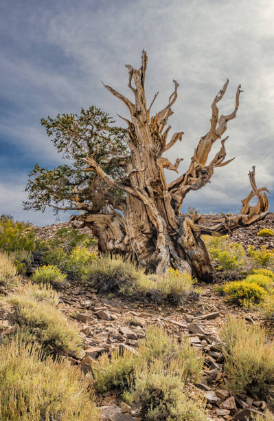 pinus longaeva, auch bekannt als great basin bristlecone pine, intermountain bristlecone pine oder western bristlecone pine genannt, ist eine langlebige borstenkiefernart, die in den höheren bergen kaliforniens vorkommt. uralter bristlecone-kiefernwald - bristlecone pine pine tree tree forest stock-fotos und bilder