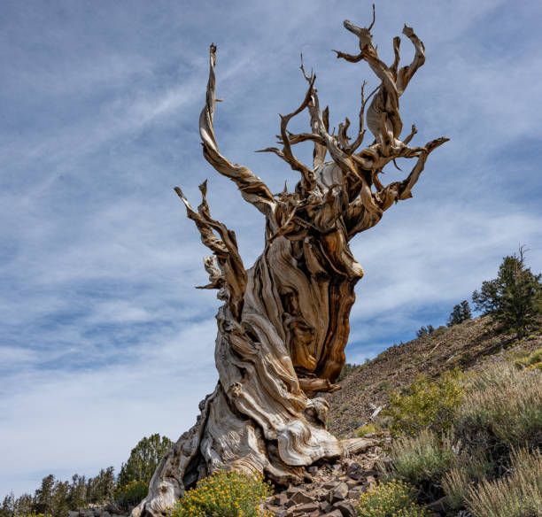 istock Pinus longaeva  referred to as the Great Basin bristlecone pine, intermountain bristlecone pine, or western bristlecone pine is a long-living species of bristlecone pine tree found in the higher mountains of California. Ancient Bristlecone Pine forest 1729985389