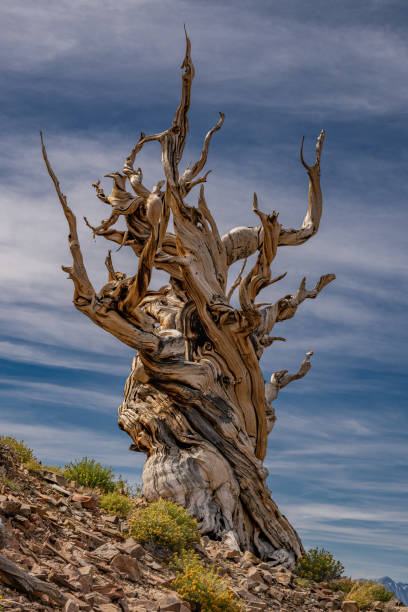 istock Pinus longaeva  referred to as the Great Basin bristlecone pine, intermountain bristlecone pine, or western bristlecone pine is a long-living species of bristlecone pine tree found in the higher mountains of California. Ancient Bristlecone Pine forest 1729985390