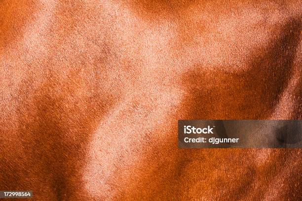 Cowhide Texture Stock Photo - Download Image Now - Animal Hair, Cow, Calf