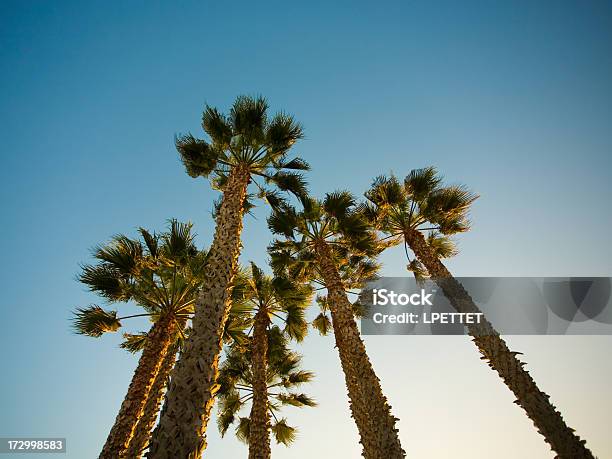 Santa Monica Palmen An Einem Klaren Tag Stockfoto und mehr Bilder von Baum - Baum, Bildhintergrund, Blau