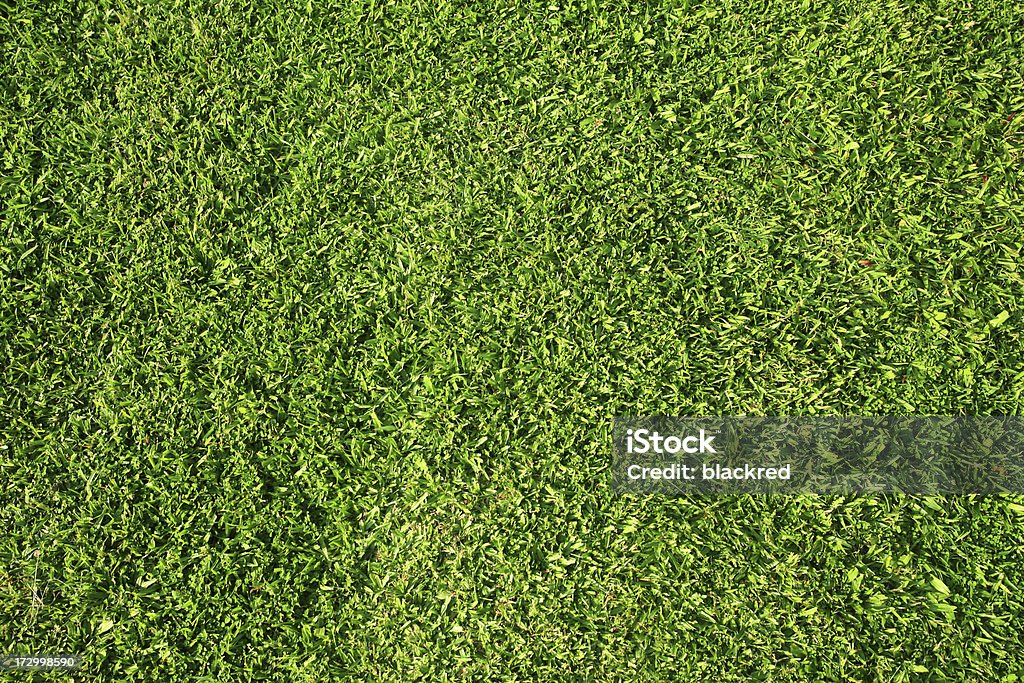 Grassy Testure Close-up of grass texture.Similar images - Grass Stock Photo