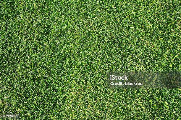 Grassy Testure Stock Photo - Download Image Now - Grass, Backgrounds, Botany
