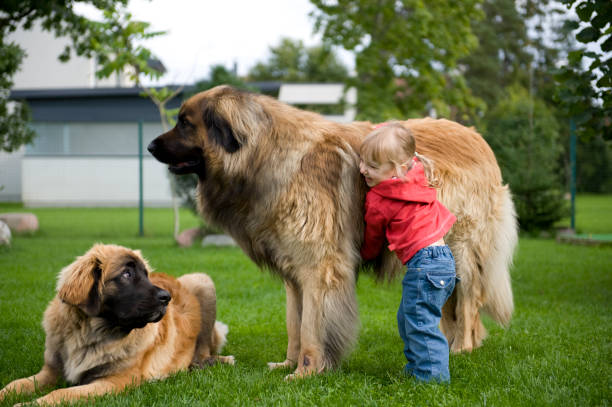 petite fille jouant avec son animal de compagnie leonbergers - leonberger photos et images de collection