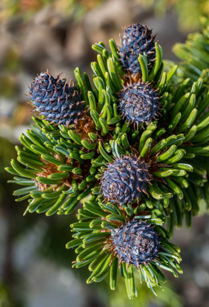istock Great Basin bristlecone pine p, intermountain bristlecone pine, or western bristlecone pine is a long-living species of bristlecone pine tree found in the higher mountains of California, Nevada, and Utah. Ancient Bristlecone Pine Forest; White Mountains; 1729985964