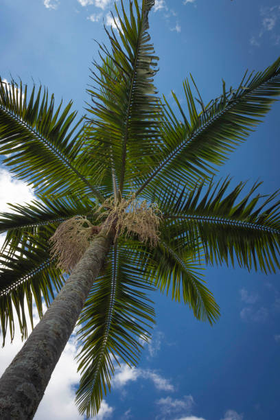 istock Green fresh coconut in the bunch on the palm tree 1729985985