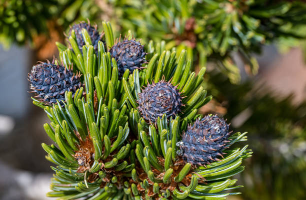 Pinus longaeva  referred to as the Great Basin bristlecone pine, intermountain bristlecone pine, or western bristlecone pine is a long-living species of bristlecone pine tree found in the higher mountains of California, Nevada, and Utah. Ancient Bristlecone Pine Forest; White Mountains; Inyo National Forest; Inyo County; California;