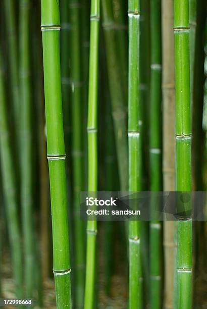 Bambus - zdjęcia stockowe i więcej obrazów Abstrakcja - Abstrakcja, Azja, Bambus - Wiechlinowate