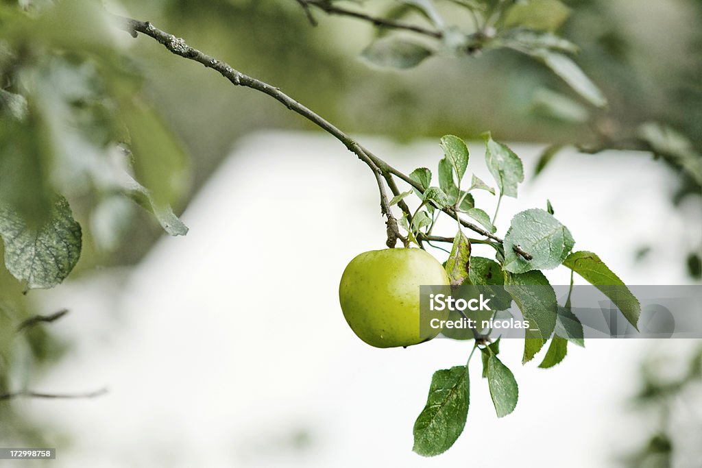 Apple - Foto stock royalty-free di Albero