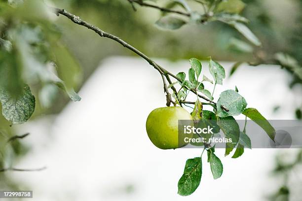 Apple - Fotografie stock e altre immagini di Albero - Albero, Ambientazione esterna, Cibi e bevande