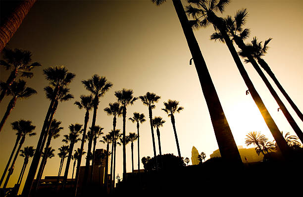 istock Tall Palm Trees in Beverly Hills Los Angeles 172998791