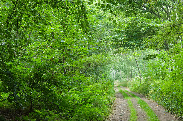 istock Track through woodland 172998810