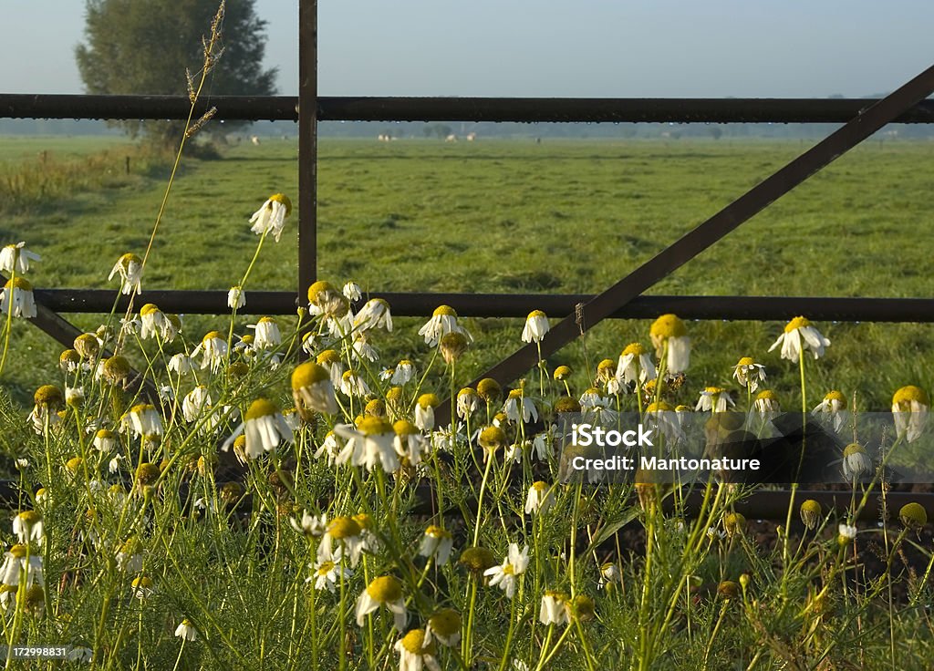 Daisies (Matricaria recutita) cerca de la frontera - Foto de stock de Aire libre libre de derechos