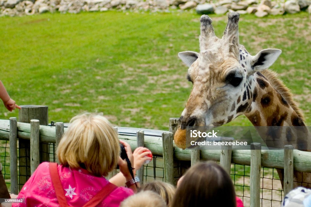 A person feeding a giraffe that is leaning over the fence  Feeding a giraffe at the zoo Child Stock Photo