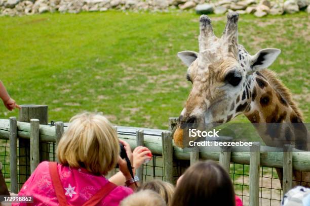 A Person Feeding A Giraffe That Is Leaning Over The Fence Stock Photo - Download Image Now