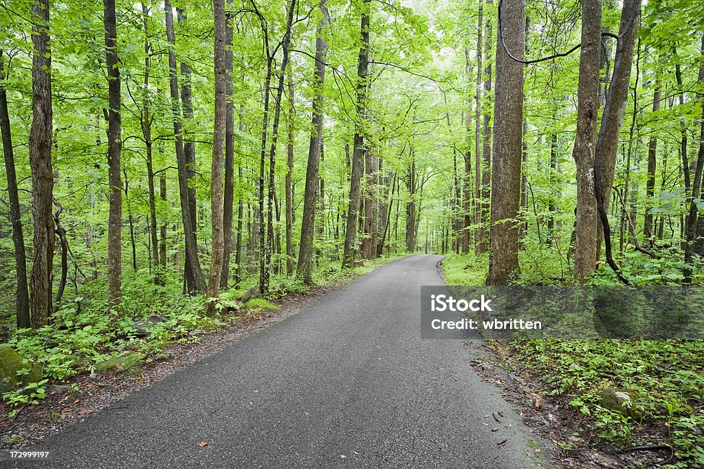 Strada verso la serenità (XXL - Foto stock royalty-free di Albero