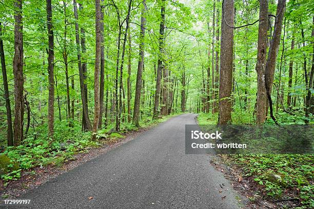 Strada Verso La Serenità Xxl - Fotografie stock e altre immagini di Albero - Albero, Ambientazione esterna, Ambientazione tranquilla