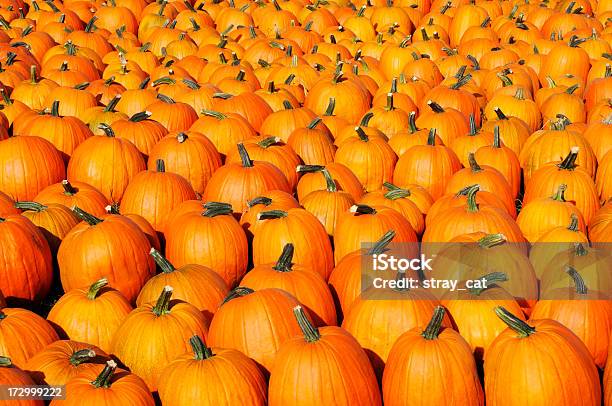 Serie Di Pumpkins - Fotografie stock e altre immagini di Abbondanza - Abbondanza, Ambientazione esterna, Arancione